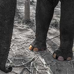 Elefantenzehen